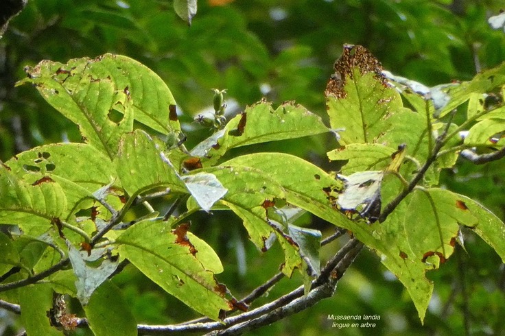 Mussaenda landia .quinquina du pays.lingue en arbre.rubiaceae.endémique Réunion Maurice.P1037204