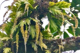 Oberonia disticha .orchidaceae.indigène Réunion P1037266