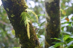 Oberonia disticha Orchidaceae  Indigène La Réunion 6006