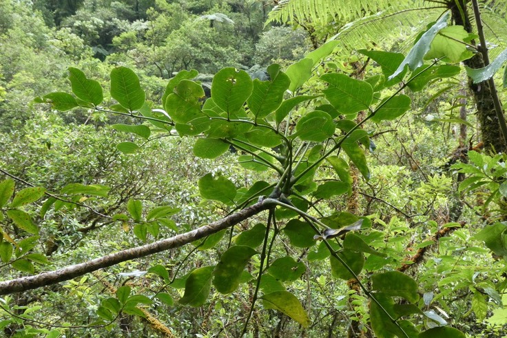 Polyscias repanda.bois de papaye.araliaceae.endémique Réunion.P1037216