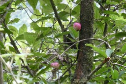 Syzygium cymosum.bois de pomme rouge.myrtaceae.endémique Réunion Maurice.P1037014