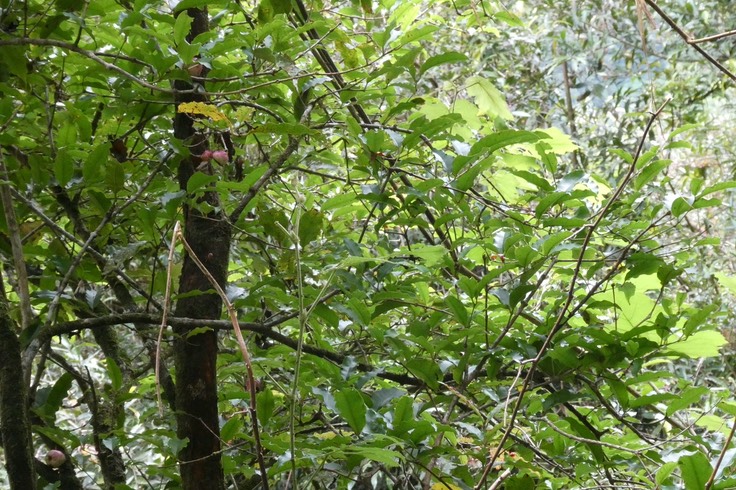 Syzygium cymosum.bois de pomme rouge.myrtaceae.endémique Réunion Maurice.P1037027