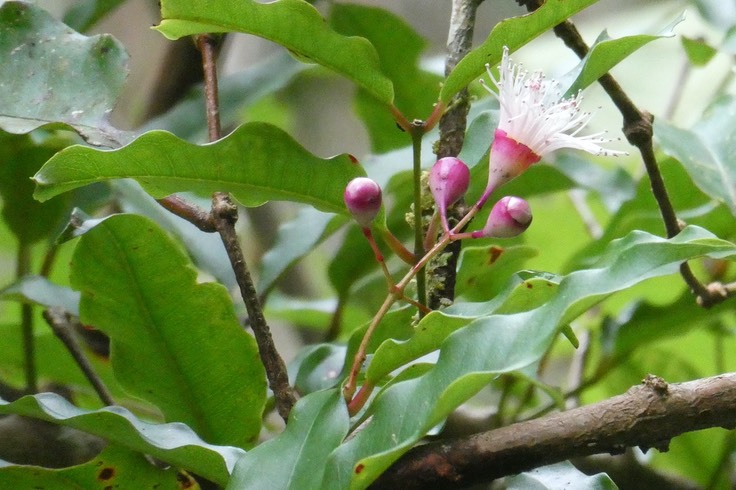 Syzygium cymosum.bois de pomme rouge. ( inflorescence )myrtaceae.endémique Réunion Maurice.P1037024