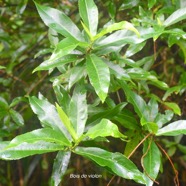 Acalypha integrifolia Bois de violon Euphorbiaceae Indigène La Réunion 9369.jpeg