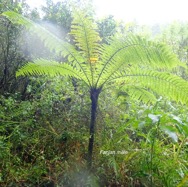Alsophila borbonica Fanjan mâle Cyatheaceae Endémique La Réunion 18.jpeg
