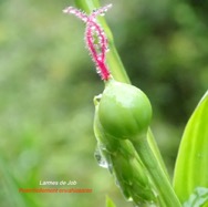 Coix lacryma -jobi Larmes de Job Poaceae Pot envahissante 08.jpeg
