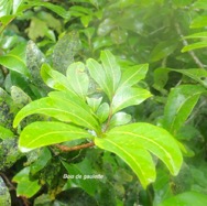 Doratoxylon apetalum Bois de gaulette S apindaceae Indigène La Réunion 37.jpeg
