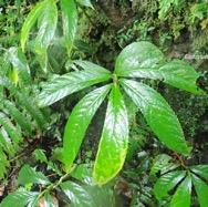 Elatostema fagifolium Urticaceae End émique La Réunion, Maurice 23.jpeg