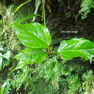 Ficus mauritiana Affouche rouge Moraceae  Endémique La Réunion, Maurice 22.jpeg