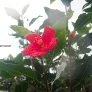 Hibiscus boryanus Foulsapate marron Malvaceae Endémique La Réunion, Maurice 32.jpeg