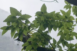 Affouche blanc- Ficus laterifolia- Moracée-BM