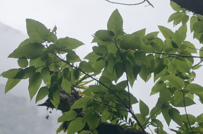 Affouche blanc- Ficus laterifolia- Moracée-BM