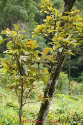 Affouche rouge - Ficus mauritiana- Moracée - BM