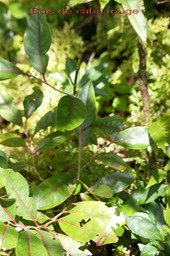 Bois de cabri rouge- Casearia coriacea - Flacourtiacée - BM