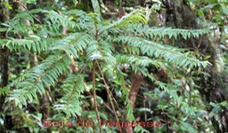 Bois de négresse- Phyllanthus  phillyreifolius- Phyllanthacée- BM