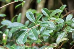 Bois de pêche marron- Psiloxylon mauritianum- Psiloxylacée - BM