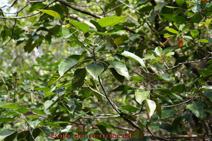 Bois de perroquet - Cordemoya integrifolia - Euphorbiacée- BM