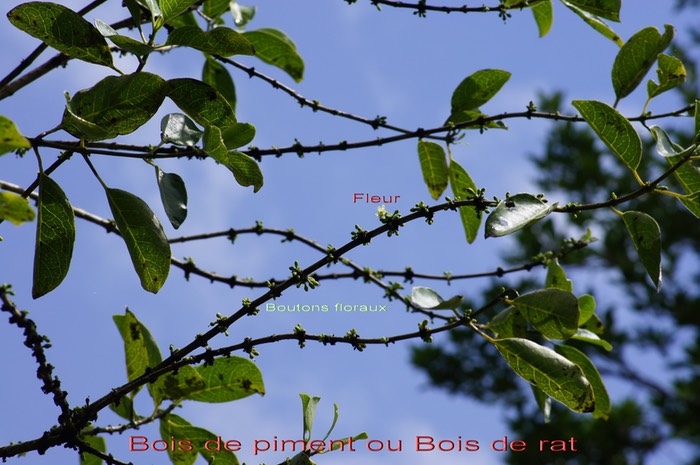 Bois de piment ou Bois de rat- Geniostoma borbonicum - Loganiacée - BM