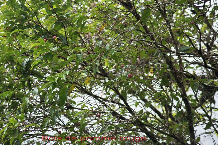 Bois de pomme rouge- Syzygium cymosum - Myrtacée -BM
