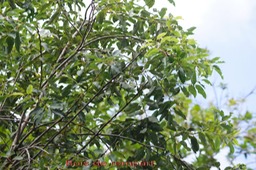 Bois de rempart- Agarista salicifolia - Ericacée- I