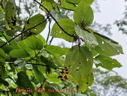 Bois de source- Boehmeria stipularis-Urticacée-B