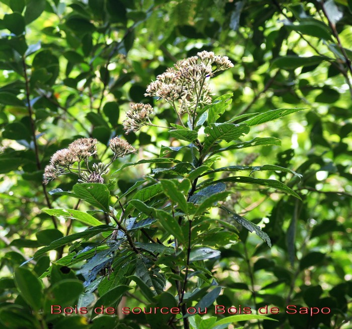 Bois de source ou Bois de Sapo- Vernonia fimbrillifera- Astéracée - B