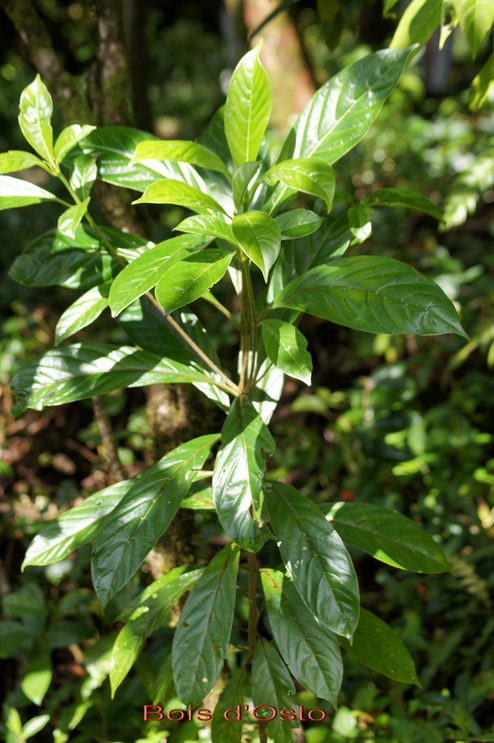 Bois d'Osto - Antirhea borbonica - Rubiacée-BM