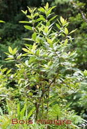 Bois maigre- Nuxia verticillata- Loganiacée- BM