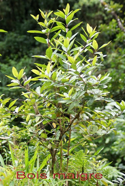 Bois maigre- Nuxia verticillata- Loganiacée- BM