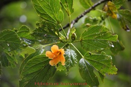 Foulsapatte- Hibiscus boryanus- Malvacée- B