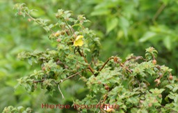 Herbe bourrique - Ludwigia octovalvis Onagracée- exo