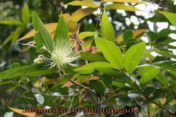 Jamerose- Syzygium jambos- Myrtacée - exo