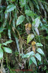 Liane zig-zag- Faujasiopsis flexuosa - Astéracée - BM