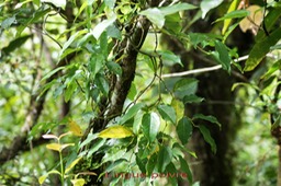 Lingue poivre - Piper pyrifolium  - Pipéracée- B