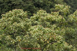 Mahot blanc- Dombeya ciliata - Malvacée - B