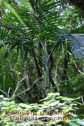 Palmiste poison- Hyophorbe indica - Arécacée - B