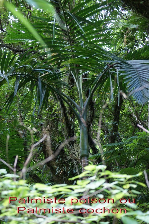 Palmiste poison- Hyophorbe indica - Arécacée - B
