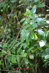 Petit catafaille- Melicope  obscura - Rutacée - B