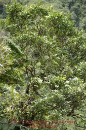 Tan Georges - Molinea alternifolia - Sapindacée - BM
