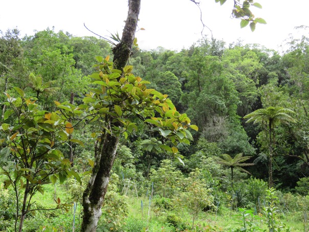 Végétation dont Ficus mauritiana et Fanjans mâles IMG_0473