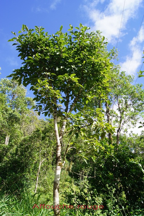Affouche rouge - Ficus mauritiana - Moracée- BM