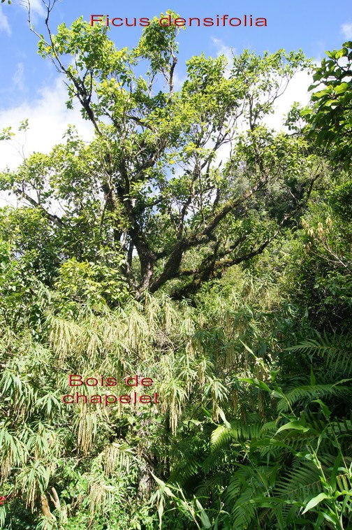 Bois de chapelet et Ficus densifolia