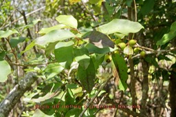 Bois de nèfles à grandes feuilles- Eugenia mespiloides- Myrtacée - B