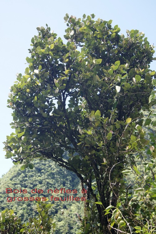 Bois de nèfles à grosses feuilles- Eugenia bosseri- Myrtacée - B