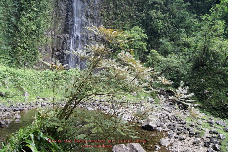 Bois de Négresse au pied des cascades