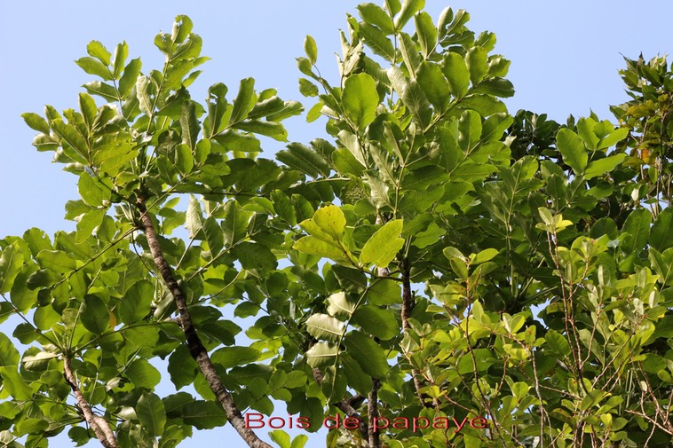 Bois de papaye - Polyscias repanda- Araliacée - B