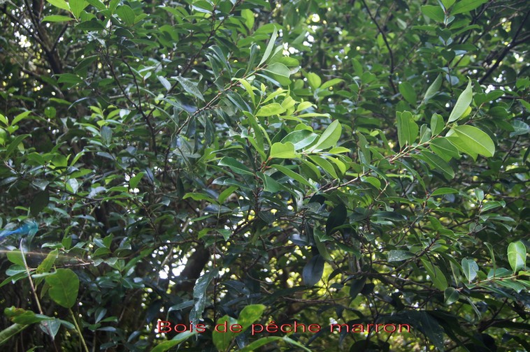 Bois de pêche marron- Psiloxylon mauritiana-Myrtacée - BM