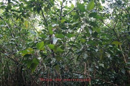 Bois de perroquet- Cordemoya integrifolia - Euphorbiacée - BM