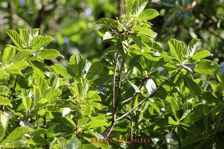 Bois d'Osto - Antirhea  borbonica
