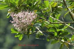 Bois maigre- Nuxia verticillata - Stilbacée - I